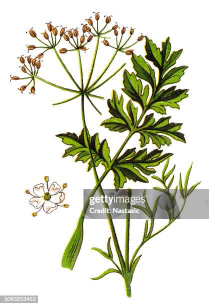 caraway, also known as meridian fennel, and persian cumin (carum carvi) - fennel seeds stock illustrations