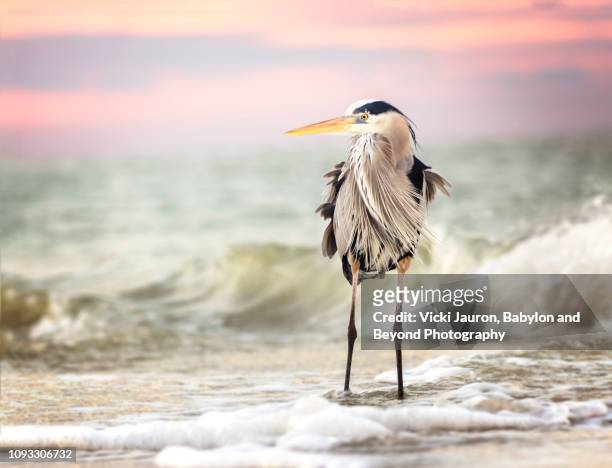 amazing great blue heron at sunrise against sea and pink sky at fort myers beach, florida - blue heron stock pictures, royalty-free photos & images