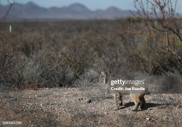 Bobcat is seen walking near the border between the United States and Mexico as the United States government continues its shutdown over a fight to...