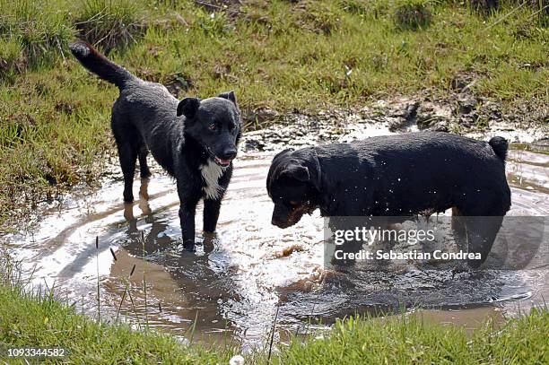 dogs on the pond, in the hill, playful pets, animal - mud floor stock pictures, royalty-free photos & images