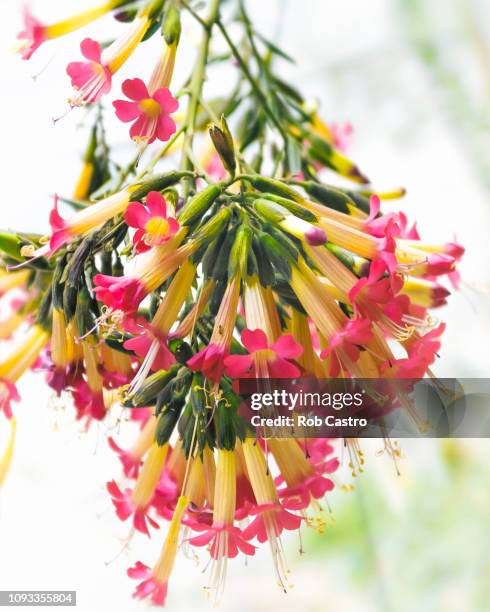 cantua buxifolia - la cantuta fotografías e imágenes de stock