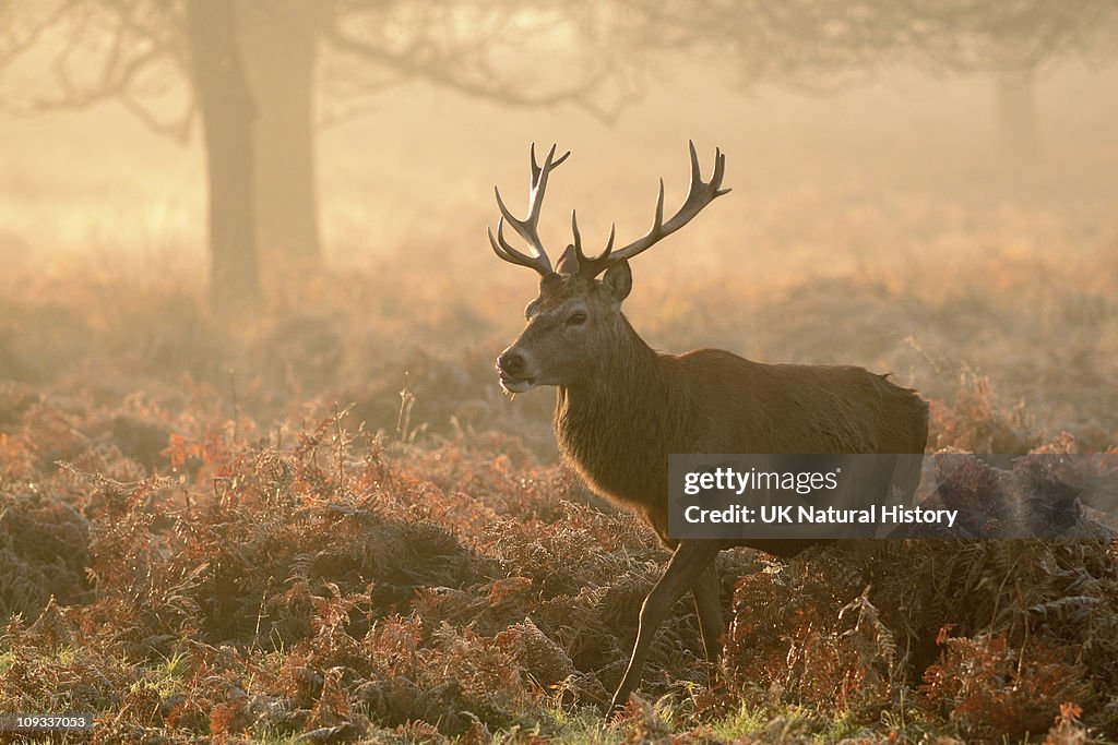 Red Deer Stag in the early morning mist