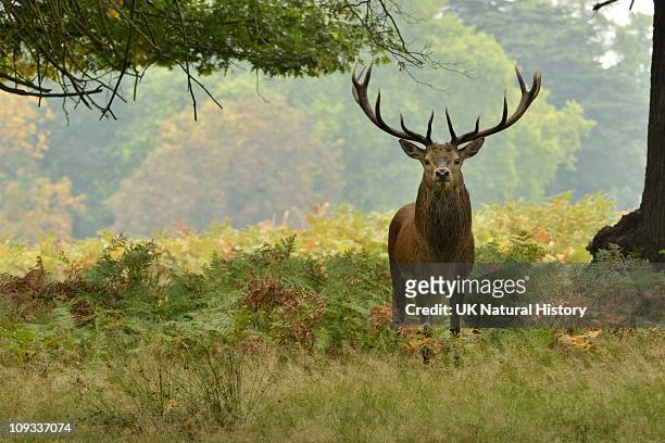 red deer stag - deer stock pictures, royalty-free photos & images