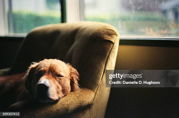 dog sleeping in lounge chair - chaise longue stock pictures, royalty-free photos & images