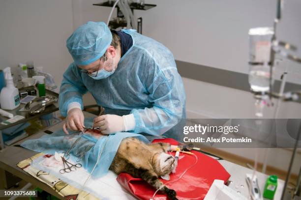 the surgery in the veterinary clinic. the veterinary doctor, the man, surgeon, operating the cat in the operational room. - drogados imagens e fotografias de stock