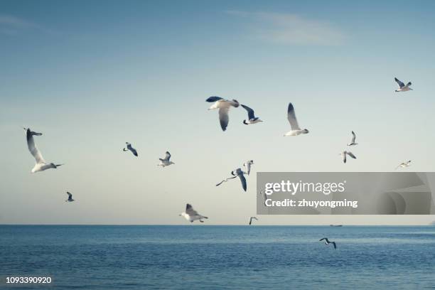 many seagulls in dalian - seagull stock-fotos und bilder