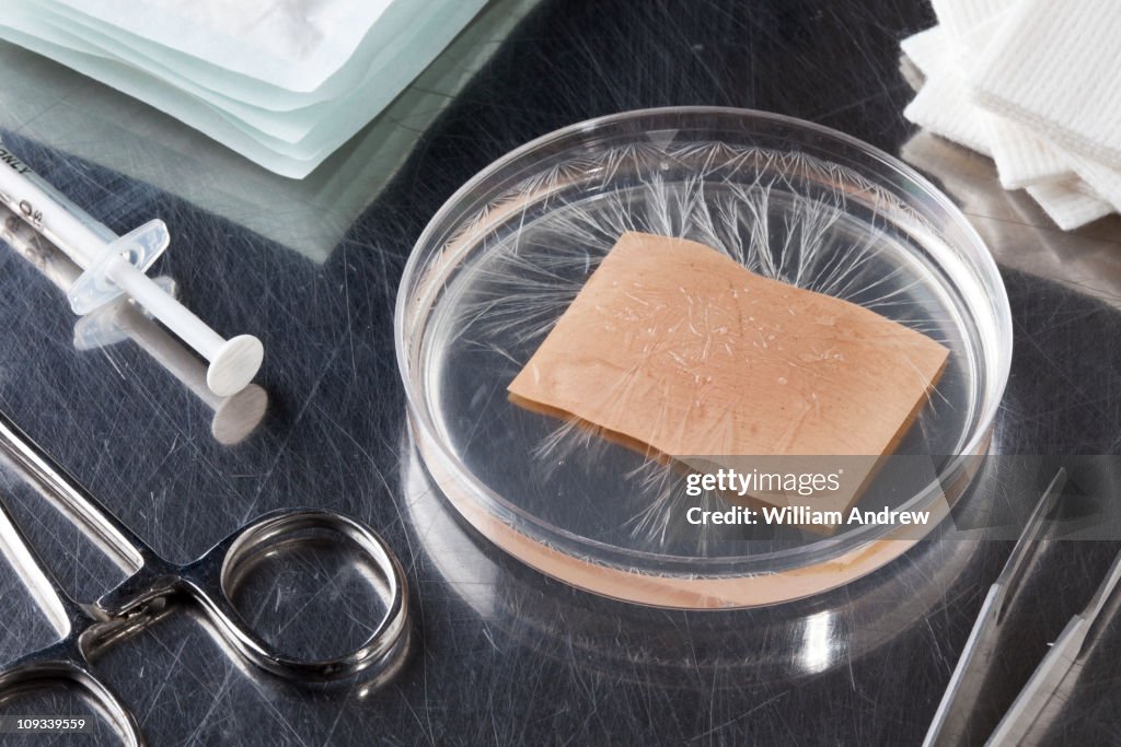 Human skin grown in Petri Dish