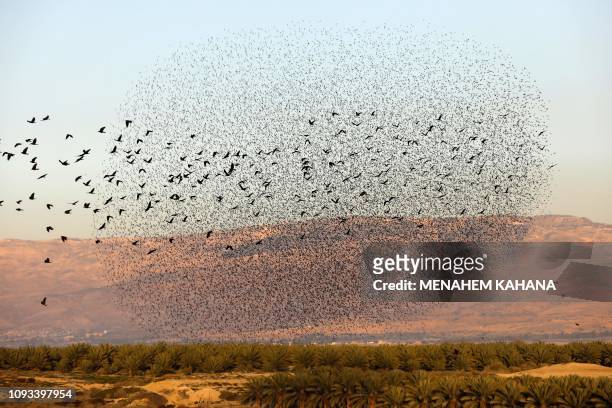 Picture taken on February 3 shows western jackdaw birds flying past a murmuration of starlings, during their traditional dance before landing to...