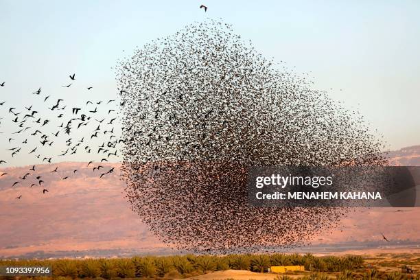 Picture taken on February 3 shows western jackdaw birds flying past a murmuration of starlings, during their traditional dance before landing to...