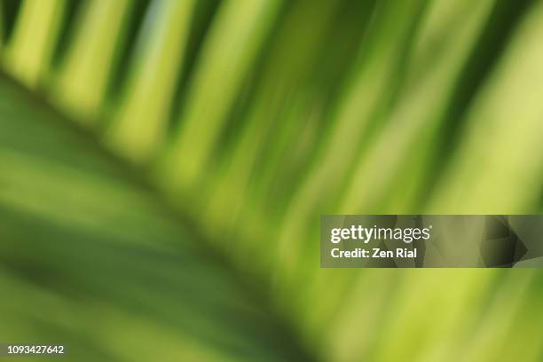 close-up soft focused coconut palm frond - coconut palm tree stock pictures, royalty-free photos & images