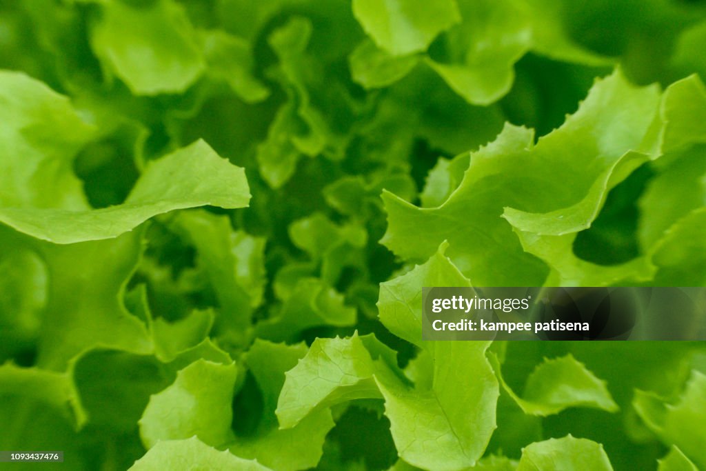 Organic farm green oak lettuce close up macro shot