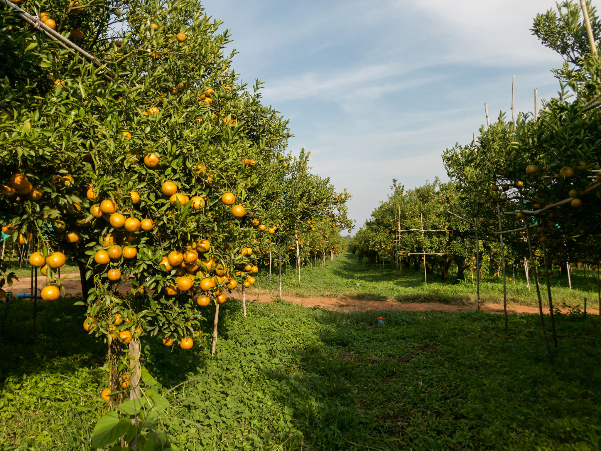 Orange farm ready to harvest Orange farm ready to harvest