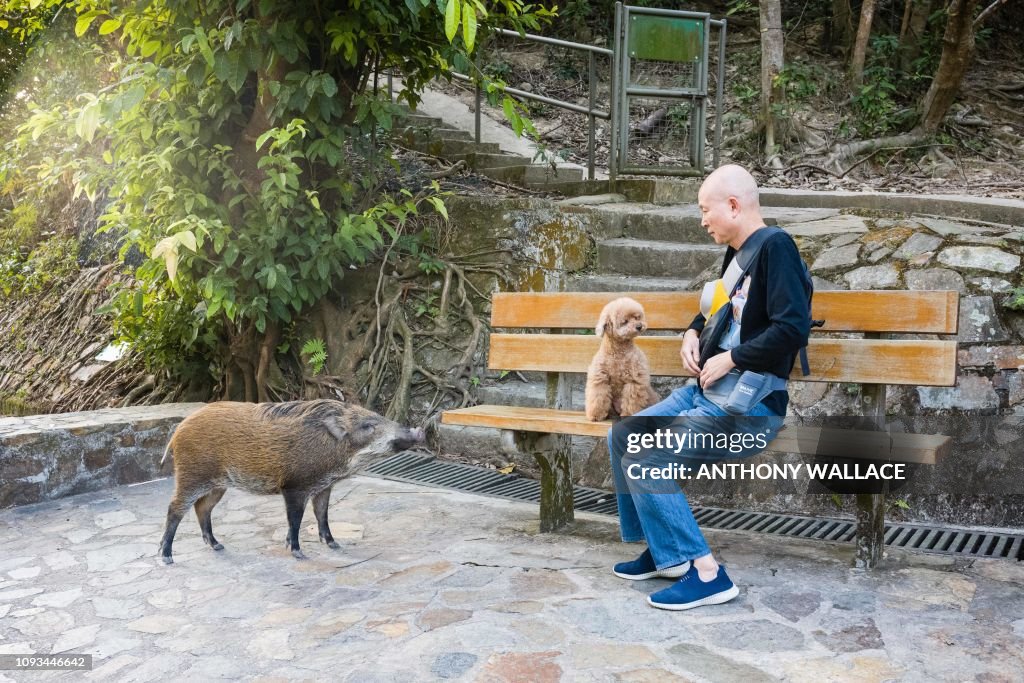HONG KONG-ANIMAL-PIG-BOAR