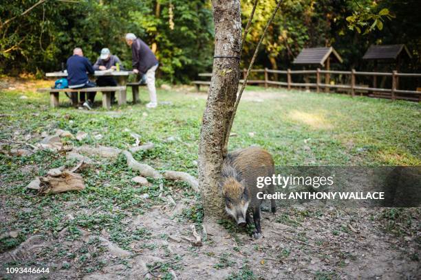 In this picture taken on January 25 a wild boar rubs itself on a tree trunk to relieve an itch as a group of men play a game at a table in Hong...