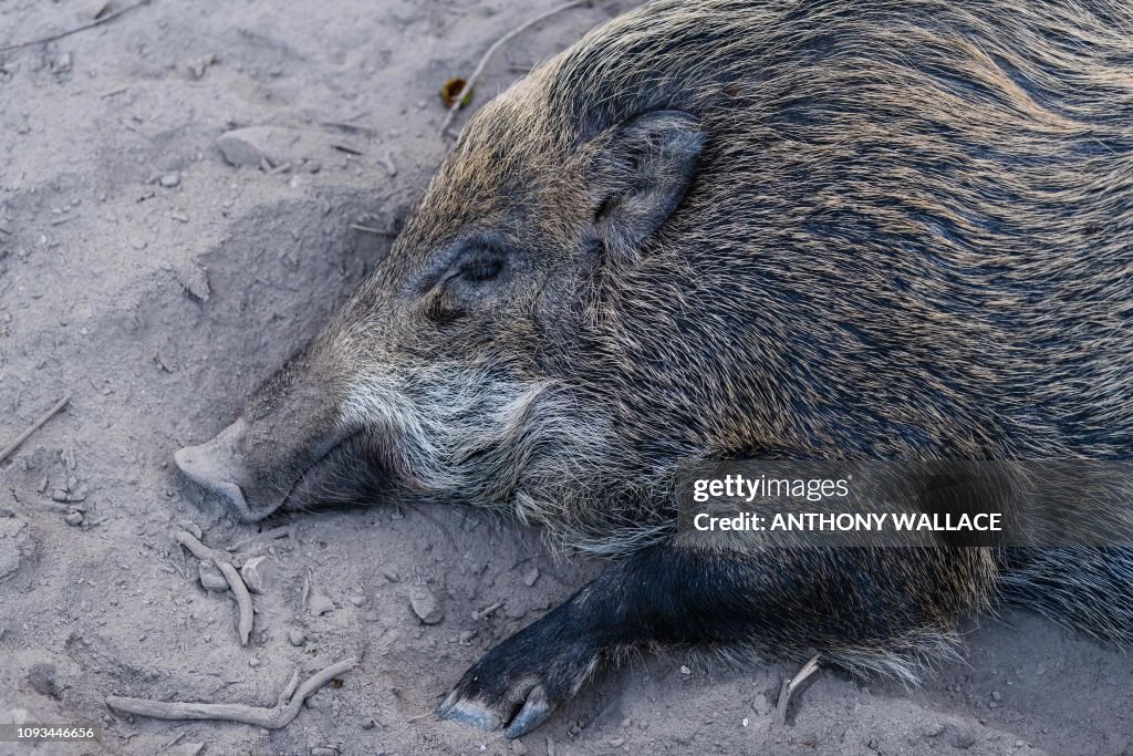 HONG KONG-ANIMAL-PIG-BOAR