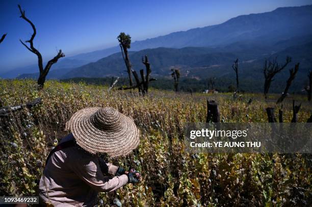 This photo taken on February 3, 2019 shows a farmer working at an illegal poppy field in Hopong, Myanmar Shan State. - Fields of purple opium poppy...