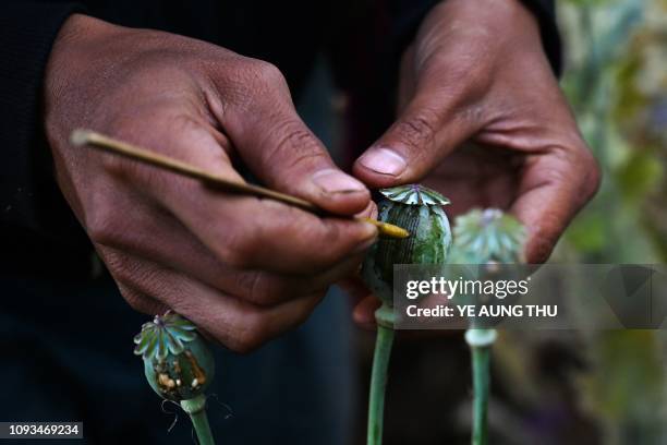 This photo taken on February 2, 2019 shows a man working at an illegal poppy field in Hopong, Myanmar Shan State. - Fields of purple opium poppy...