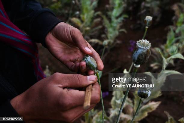This photo taken on February 2, 2019 shows a man working at an illegal poppy field in Hopong, Myanmar Shan State. - Fields of purple opium poppy...