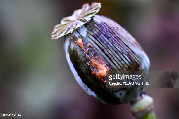 This photo taken on February 2, 2019 shows a poppy bud at an illegal field in Hopong, Myanmar's Shan State. - Fields of purple opium poppy stretch...
