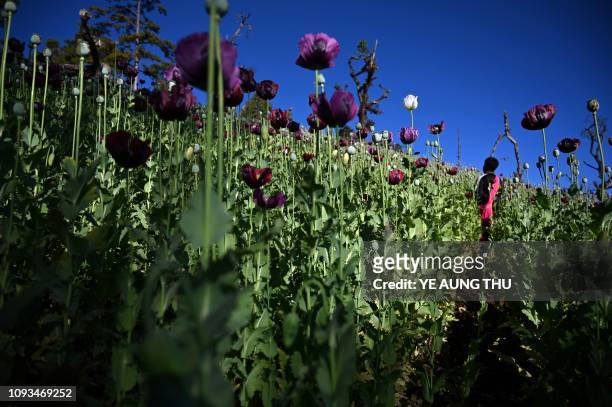 This photo taken on February 3, 2019 shows a farmer working at an illegal poppy field in Hopong, Myanmar Shan State. - Fields of purple opium poppy...