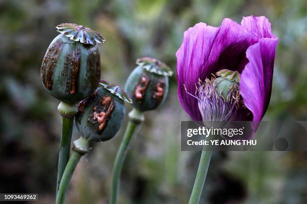 This photo taken on February 2, 2019 shows poppy buds at an illegal field in Hopong, Myanmar's Shan State. - Fields of purple opium poppy stretch...