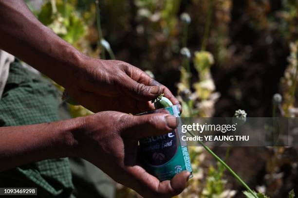 This photo taken on February 3, 2019 shows a farmer working at an illegal poppy field in Hopong, Myanmar Shan State. - Fields of purple opium poppy...