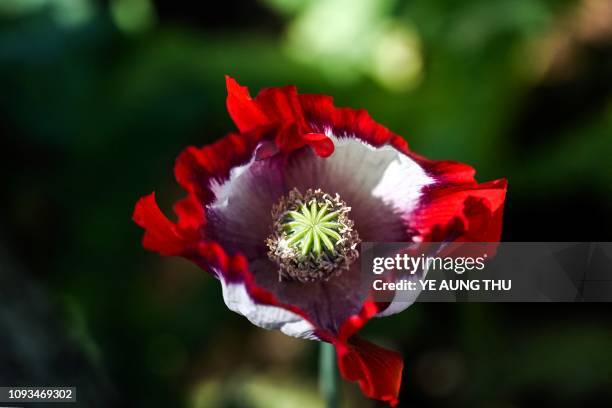 This photo taken on February 3, 2019 shows a poppy flower at an illegal field in Hopong, Myanmar's Shan State. - Fields of purple opium poppy stretch...