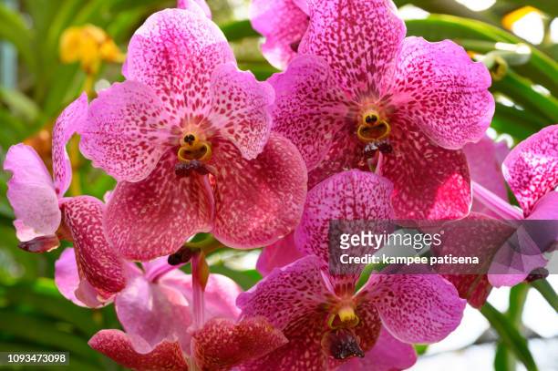 beautiful pink orchid flowers in thailand. - vandaceous stockfoto's en -beelden