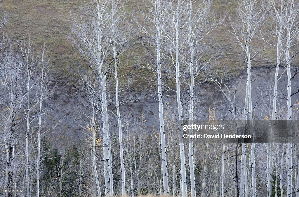 Bare white trees in forest