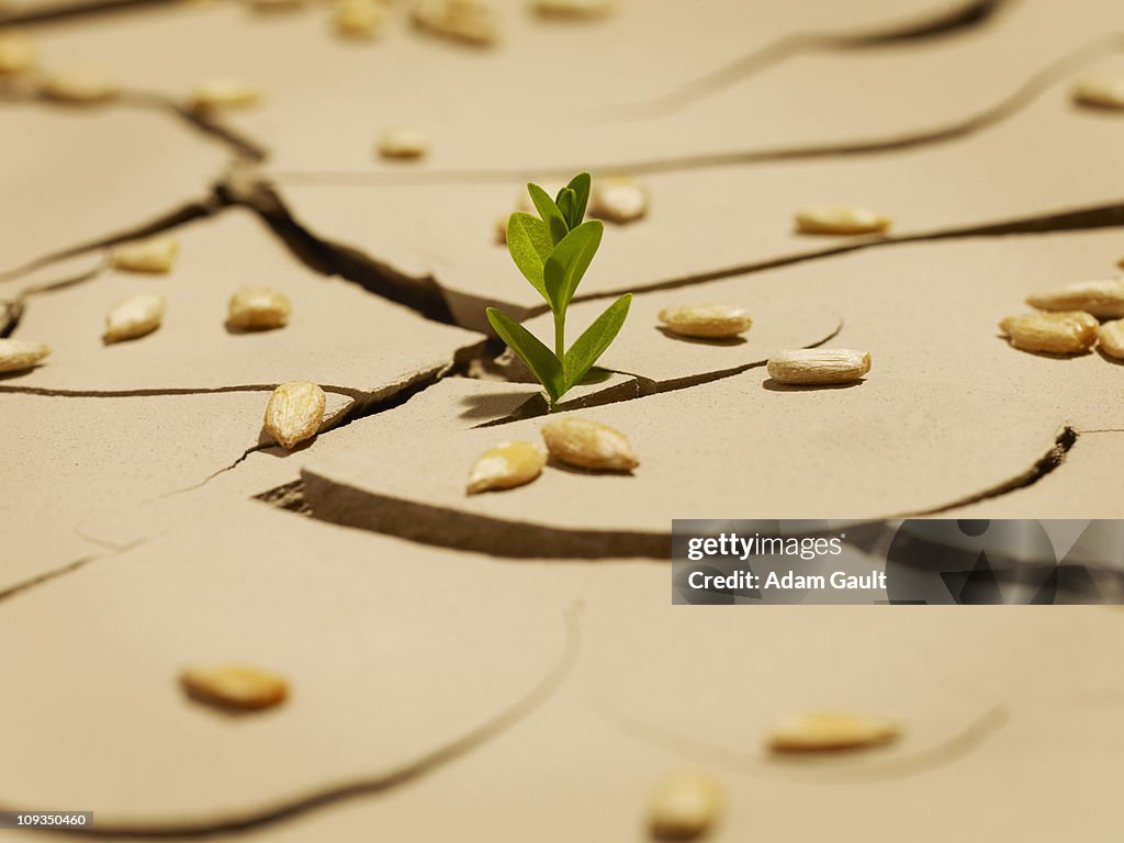 Seedling sprouting though cracked mud