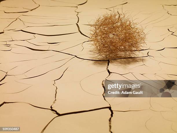 tumbleweed on cracked mud - tumbleweed stock pictures, royalty-free photos & images