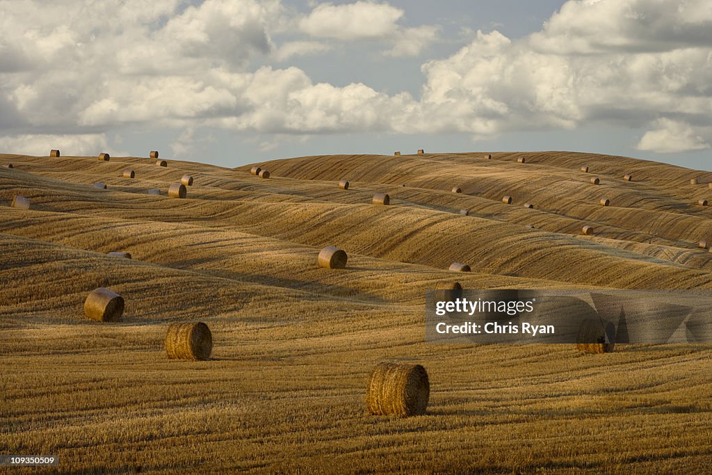 Hay bales and rolling landscape, Tuscany, Italy