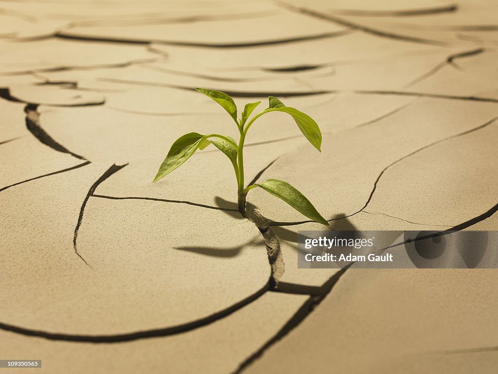 Seedling sprouting from cracked mud