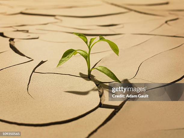 seedling sprouting from cracked mud - aparición conceptos fotografías e imágenes de stock