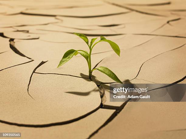 seedling sprouting from cracked mud - survival concept stock pictures, royalty-free photos & images
