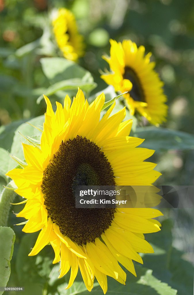 Close up of blooming sunflowers