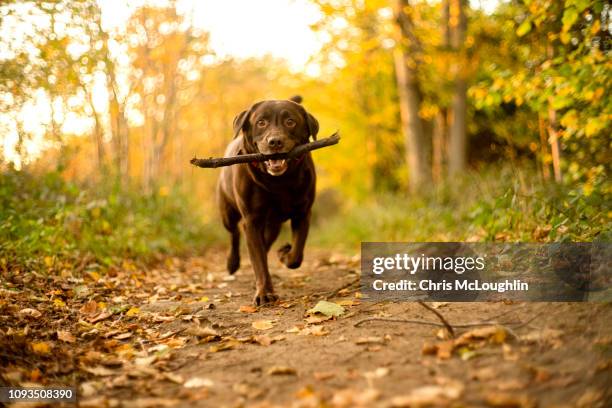 6 year old chocolate labrador out walking - chocolate labrador retriever stock pictures, royalty-free photos & images