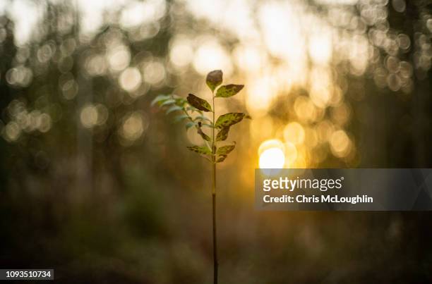 sapling in the sunlight - sapling stock pictures, royalty-free photos & images