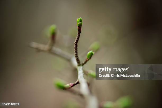 leaf buds - knop plant stage stockfoto's en -beelden