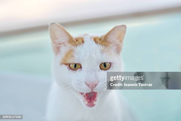 cat with open mouth - miauwen stockfoto's en -beelden