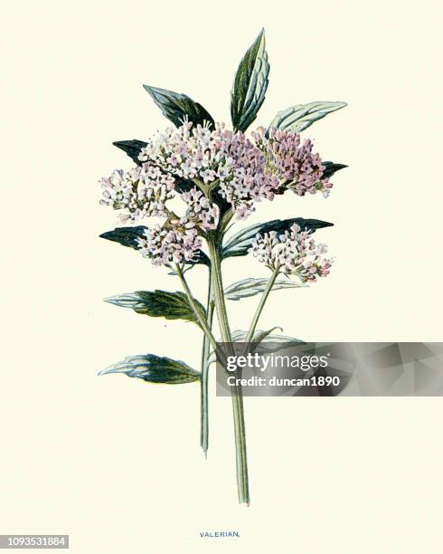 flora, wildflowers, valerian - valeriana officinalis stock illustrations