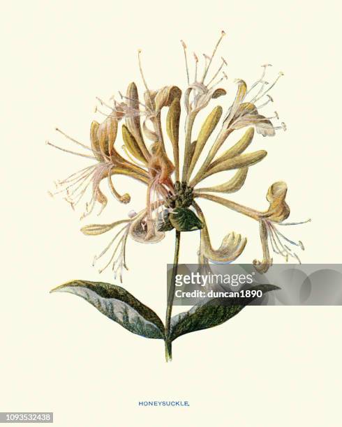 flora, wildflowers, honeysuckle - honeysuckle stock illustrations