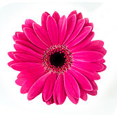 Gerbera isolated against white background
