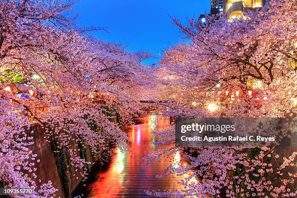 cherry blossom river - tokyo japan cherry blossom stock pictures, royalty-free photos & images