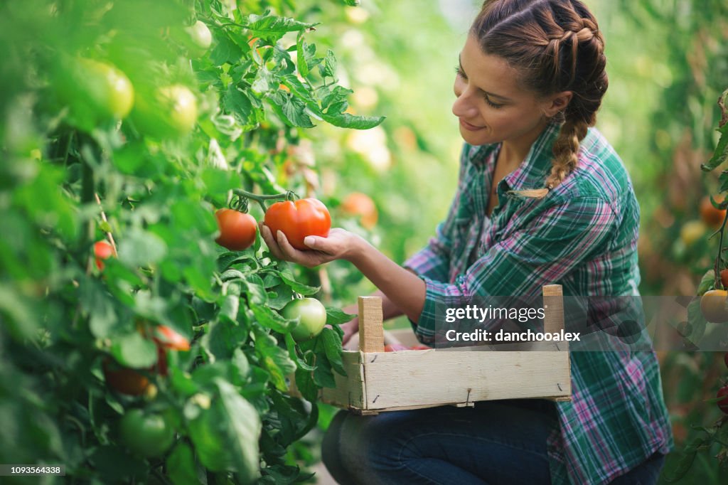 Two young women working in greenhouse with tomato