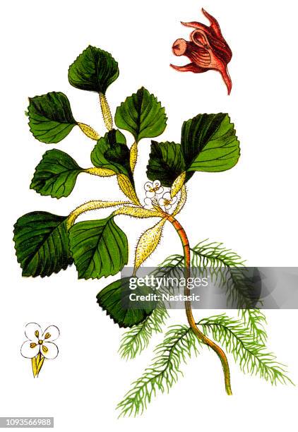 water caltrop ,also known as buffalo nut, bat nut, devil pod, ling nut, lin kok, ling kio nut, mustache nut or singhada - water chestnut stock illustrations
