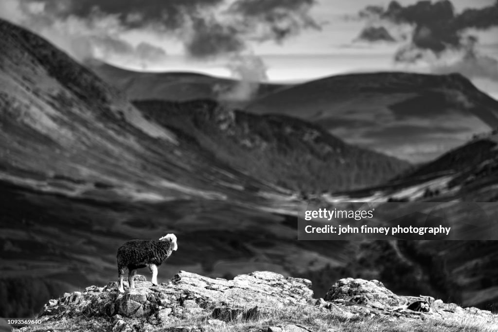 Herdwick sheep on Loughrigg with a shallow septh of field. Ambleside, Lake District, UK