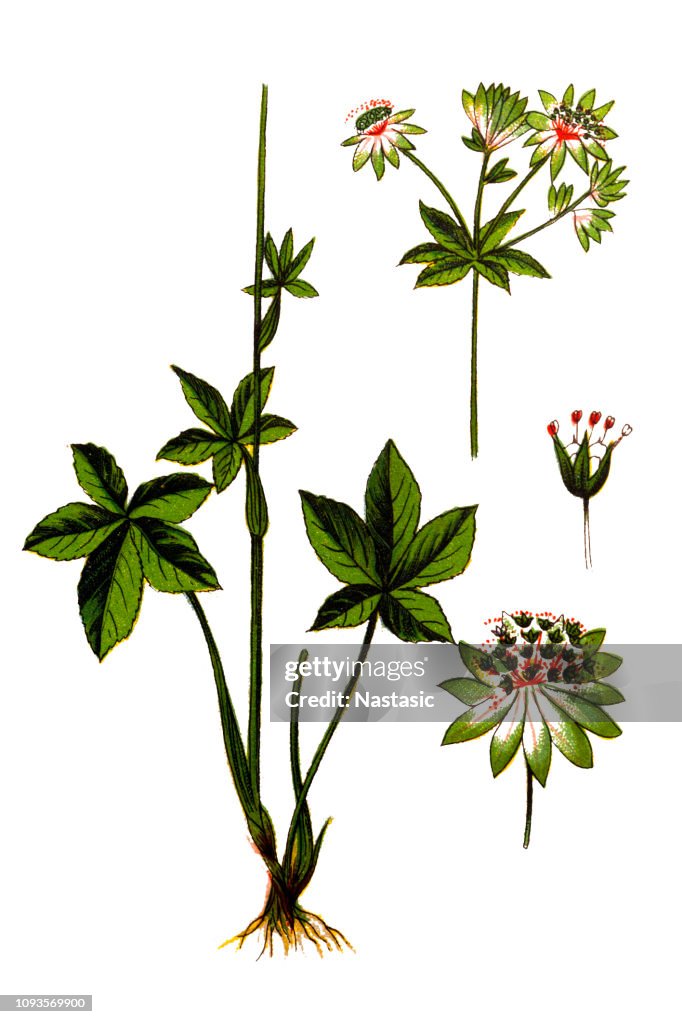 Astrantia major, common name great masterwort