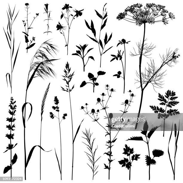 stockillustraties, clipart, cartoons en iconen met planten silhouet, vectorafbeeldingen - zwart