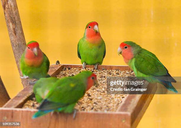 around the dinner table - bird seed stockfoto's en -beelden